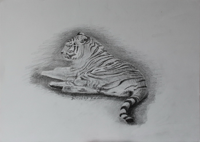 Tiger, Knuthenborg Safaripark